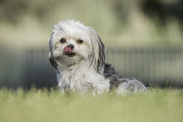 Small White Dog on Grass