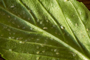 A leaf attacked by pests. List of basil infested Aleyrodoidea.