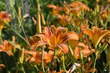 Obraz premium Flowers of orange lilies. Lilies among the grass.