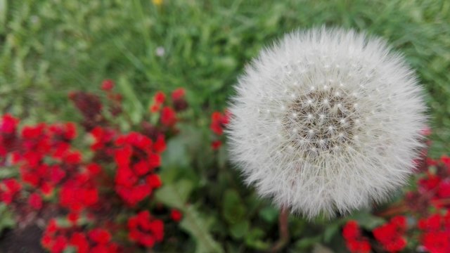 flor diente de leon