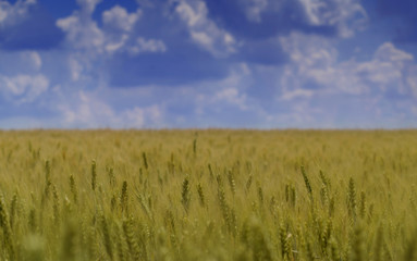 Field of wheat landscape