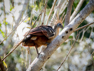 Hoatzin Bird