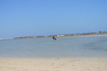 cheval dans l'eau