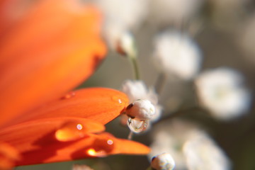 Water Drops on Gerbera Flower - 164409811