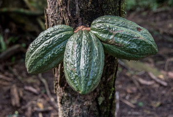 Three Pods