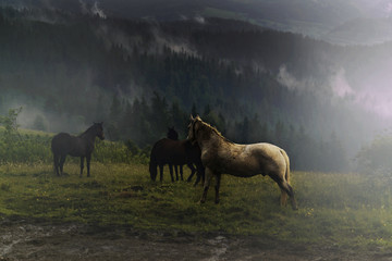 Fototapeta na wymiar wild Horse