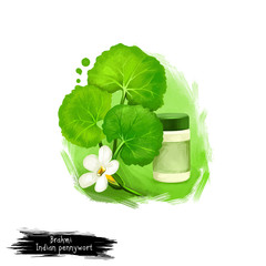 Brahmi - Indian pennywort ayurvedic herb digital art illustration. Healthy organic plant widely used in treatment and cure, plant for preparation medicines for natural healthcare usages