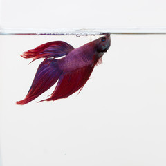 red and purple betta fish swimming against a white background