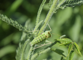 Isofya on the chicory stalks. Grasshopper isofia male
