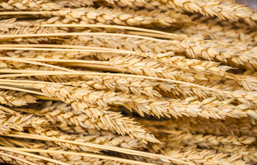 Background of wheat ears