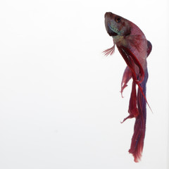 red and purple betta fish swimming against a white background