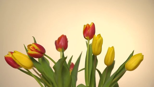 Bunch of red yellow tulips flowers on bright background 4K ProRes HQ codec