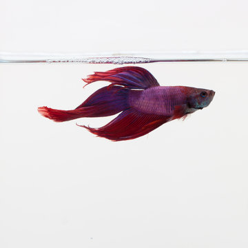 Red And Purple Betta Fish Swimming Against A White Background