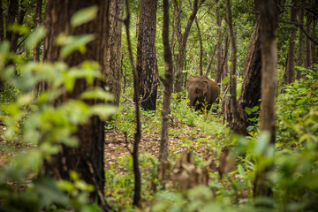 An elephant walking through the forest.