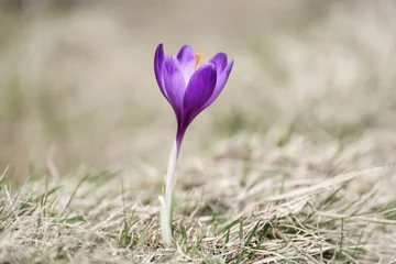 Papier Peint photo Crocus Beautiful violet crocus flower growing on the dry grass, the first sign of spring. Seasonal easter background.