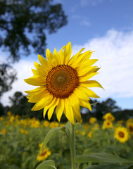 Fototapeta premium SunFlowers