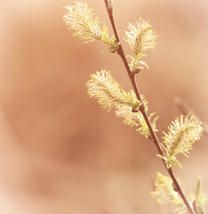 Blooming willow branch in springtime, seasonal easter background