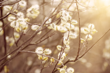 Blooming willow branch in springtime, seasonal sunny easter vintage background with copy space