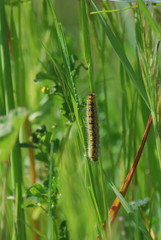 Bruchi e farfalle di Sardegna