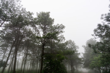 White Mist at Phurua