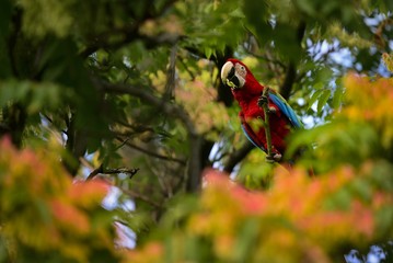 Parrot ara chloropterus, Red-and-green macaw on tree © Martina