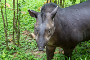 Closeup of a Solitary Friendly Tapir on the Amazon River in Peru