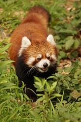 レッサーパンダ
