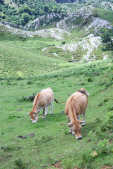 Fototapeta na wymiar Dos vacas pastando en la montaña