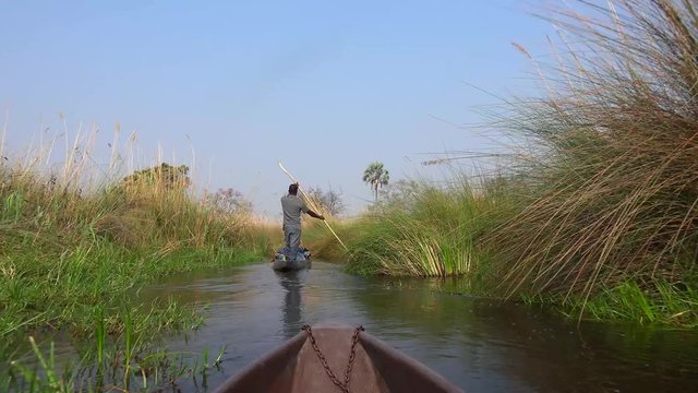 Safari in a Mokoro through the Okavango Delta (4K footage)