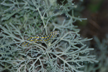 Bruchi e farfalle di Sardegna