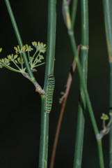 Bruchi e farfalle di Sardegna
