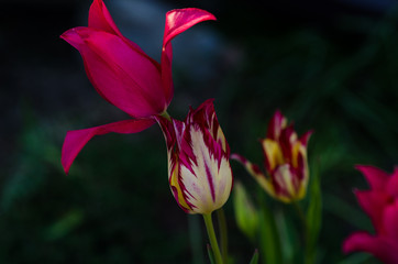 Bold-coloured tulips