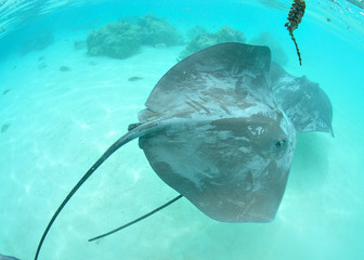 raie pastenague dans le lagon de moorea en polyeésie franaise © bru greg