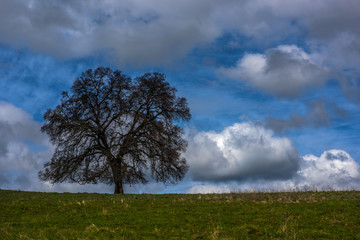 Fototapeta na wymiar horizontal image of a single tree on a hill side with blue sky and white clouds above