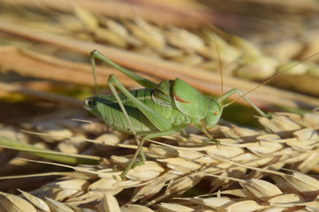 Isophya. Grasshopper is an isophy on a wheat spikelet.