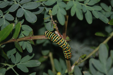 Bruchi e farfalle di Sardegna