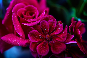 Bouquet - variety of flowers, studio shot with black backdrop
