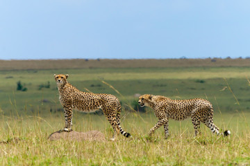 Cheetah pair