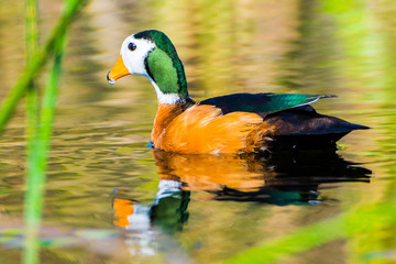 Pygmy duck- Okavango