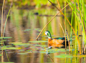 Pygmy Duck - Okavango Delta - Botswana
