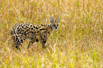 Serval in Maasai ara