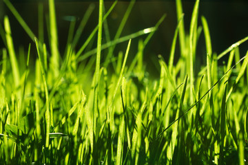 Closeup of Grass in the Afternoon Sun