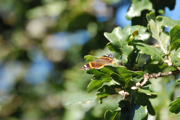Bruchi e farfalle di Sardegna