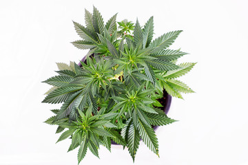 Small cannabis pottet plant (sour diesel strain) isolated over white - medical marijuana growing concept