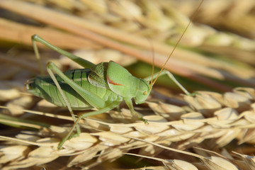 Isophya. Grasshopper is an isophy on a wheat spikelet.