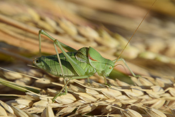 Isophya. Grasshopper is an isophy on a wheat spikelet.