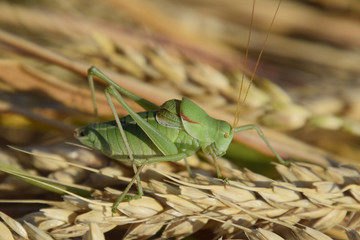 Isophya. Grasshopper is an isophy on a wheat spikelet.