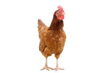 brown hen isolated on white,Chicken face confused copy space.