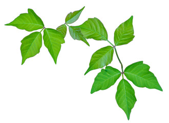 Fototapeta na wymiar Poison Ivy Isolated for Identification
