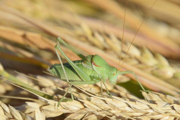 Isophya. Grasshopper is an isophy on a wheat spikelet.
